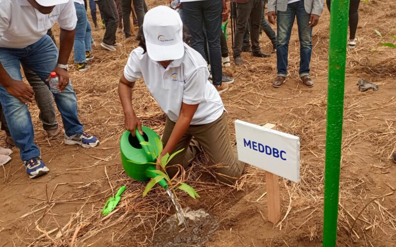Environnement : 11000 essences d&rsquo;acacias plantées à Bambou-Mingali